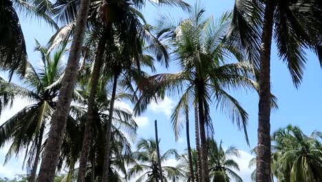 slow motion shot if tilting up through a row of palm trees