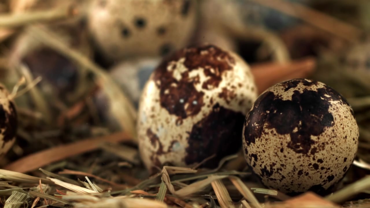 Slow Motion of Speckled Quail Eggs Falling into a Hay Nest