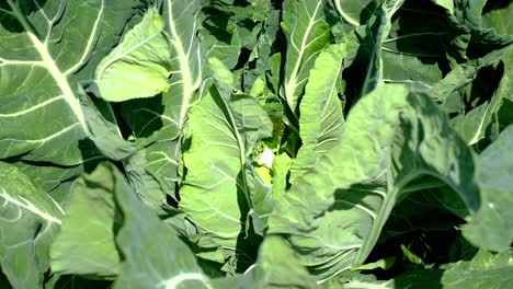 close-up images of cabbage planted in the field