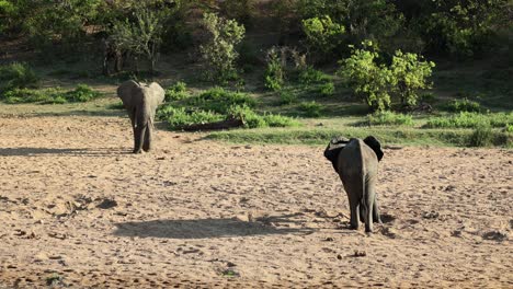 herd of elephants emerging from thicket to join another one in riverbed