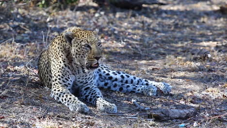 resting leopard suddenly alert and growling at rival male