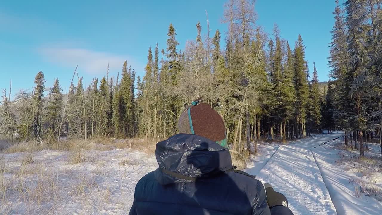 Donna che cammina su un sentiero innevato, tra abeti rossi, in una giornata invernale di sole, nello Yukon, Canada