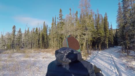 woman walking on a snowy path, between spruce trees, on a sunny, winter day, in yukon, canada