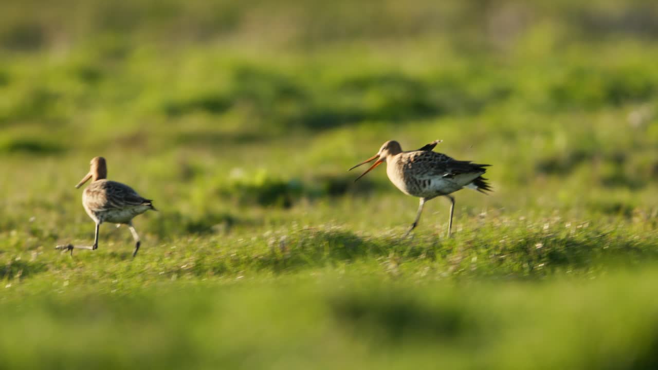 los godwits de cola negra en un campo de hierba