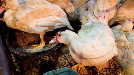 a duck eats feed while confined in a cage.