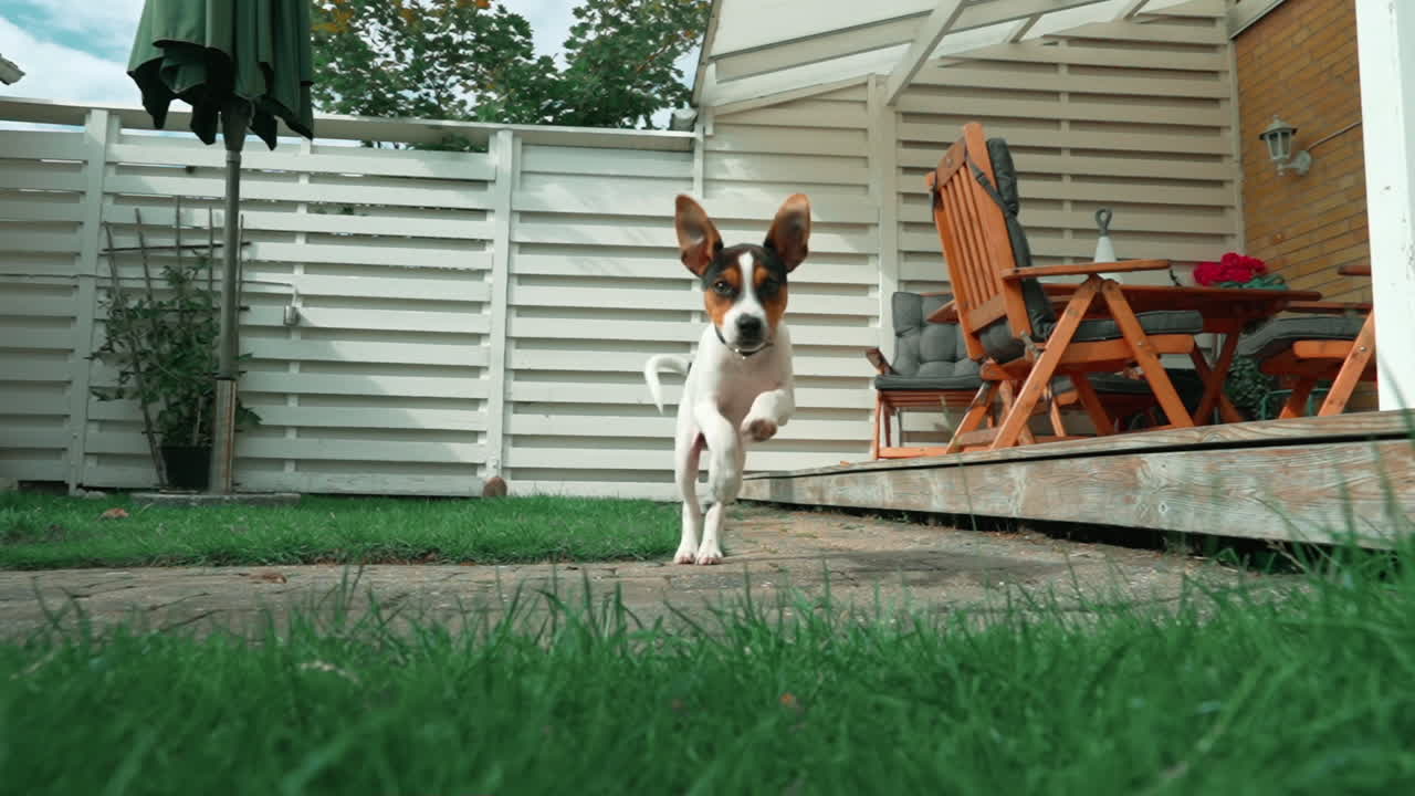 un cucciolo di cane che corre a rallentamento verso la telecamera nel cortile