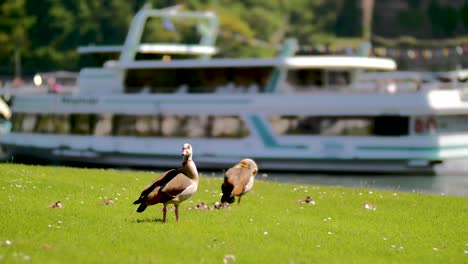 Enten,-Die-Auf-Der-Wiese-In-Der-Nähe-Eines-Flusses-Chillen