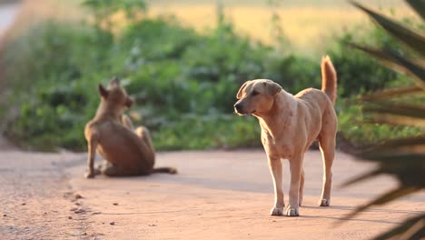 dog in sunrise
in loei province, thailand