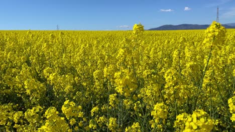 filming of a large agricultural crop of rapeseed plants with an impressive and striking intense yellow color that contrasts with the blue afternoon sky there is a mountain in spring toledo spain