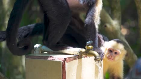 two thirsty monkeys climb down from tree to drink water out of pipe