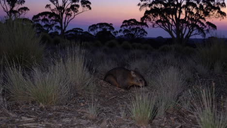 small mammal in australian bush at dusk