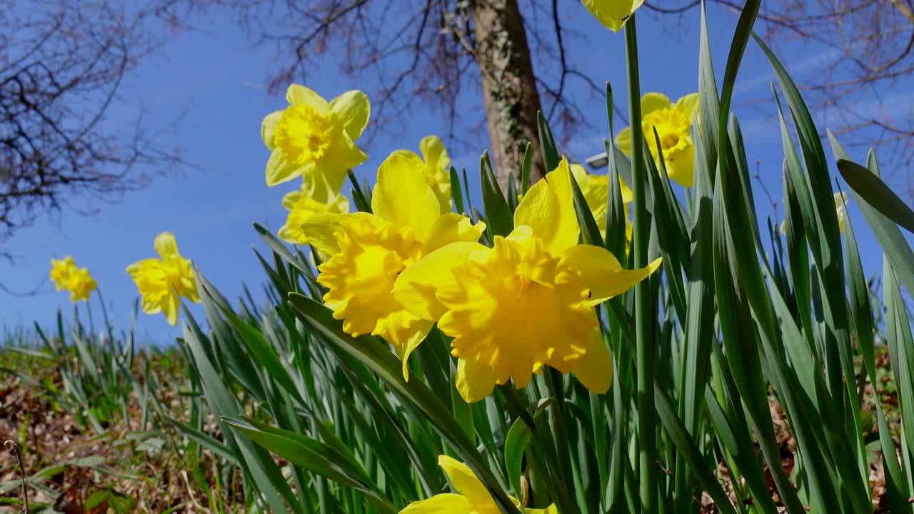 Pretty yellow flowers growing in sunlight against clear blue sky. Close up dolly.
