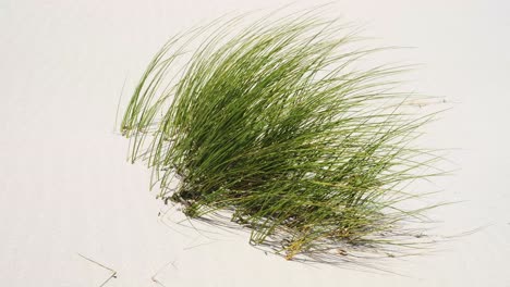 green grass growing on a white sand dune close to the windy coast of sardinia, italy