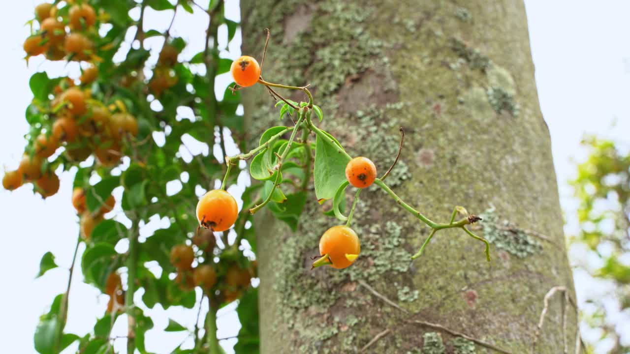 Beautiful shot of translucent Barbados gooseberry hanging from vine tropical fruit botanical garden