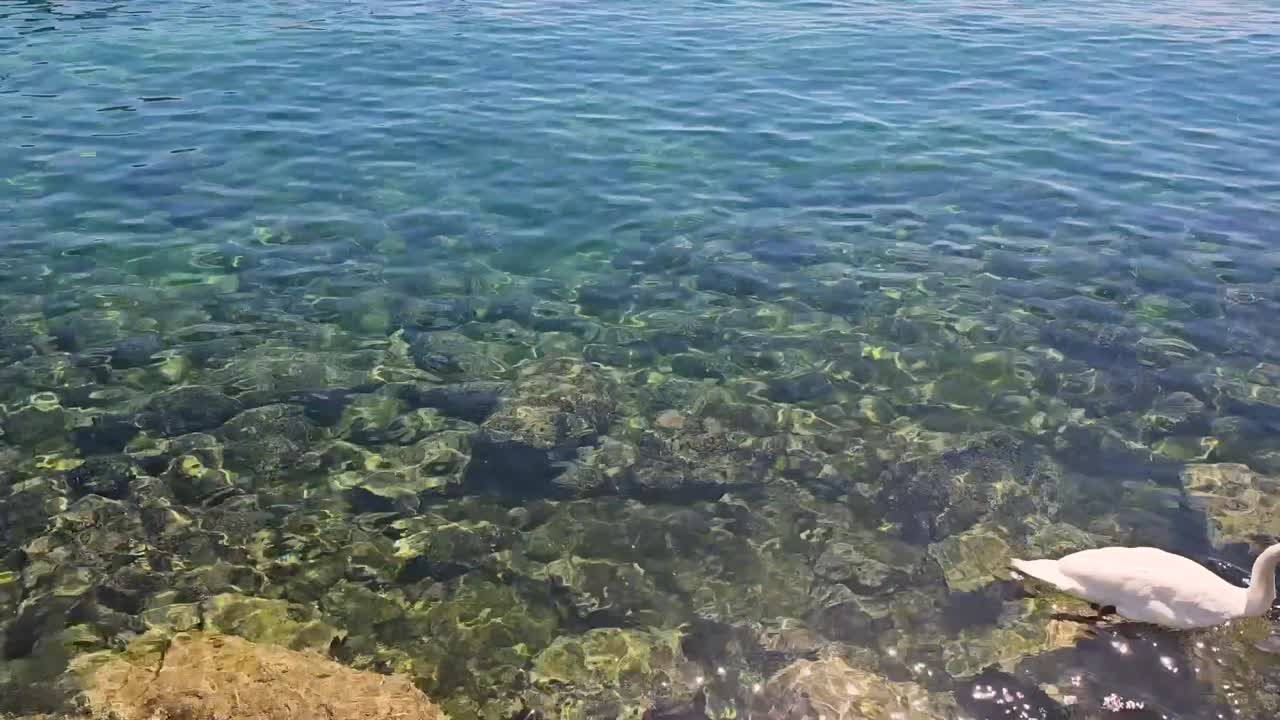 Ducks and geese ducking in Lake Geneva during a sunny day, rocking lake bottom