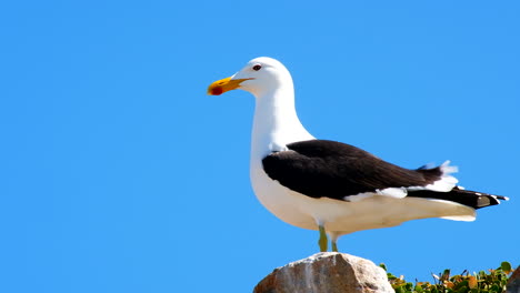 Kelp-gull-sits-on-rock-on-coastline,-telephoto-view-against-blue-sky