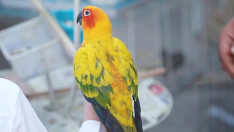 colorful parrot in hand