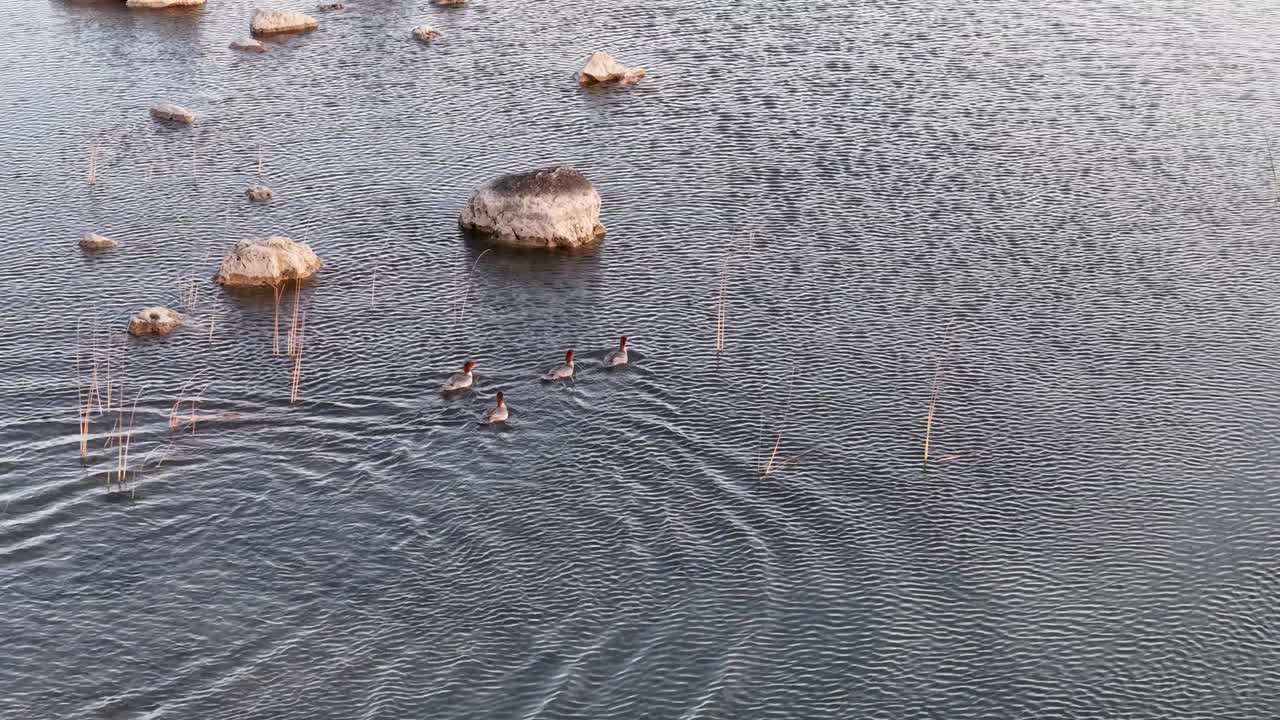 Group of mergansers swimming through calm water near scattered rocks in a shallow lake or bay, captured in a tranquil natural setting