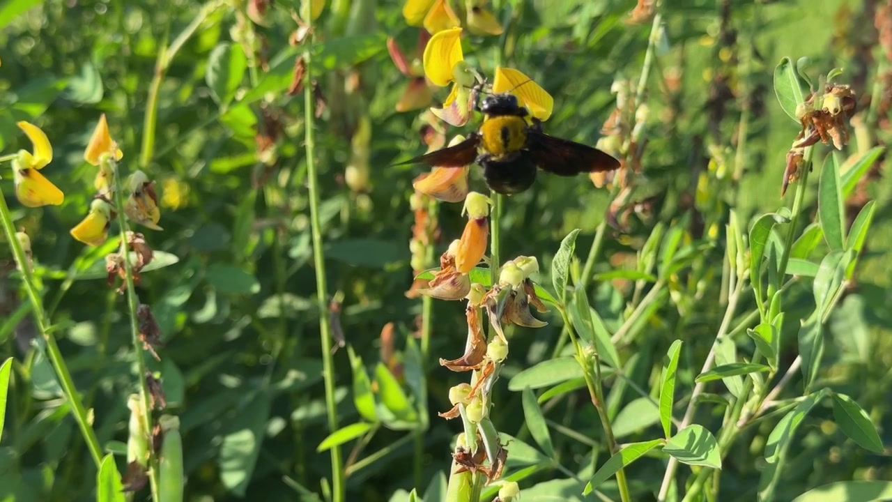 Abeja carpintera polinizando flores silvestres amarillas en un prado soleado