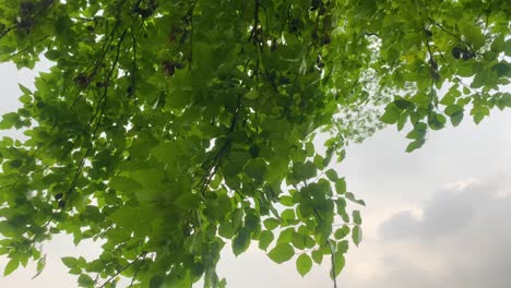 在有風的日子,靠近樹葉的綠色景色