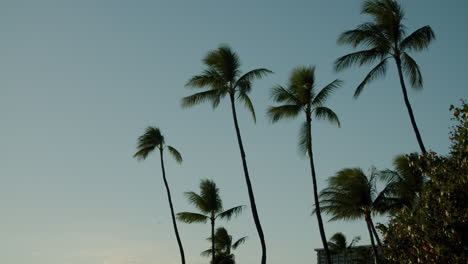 palm trees against a clear sky
