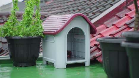 Leere-Hundehütte-In-Einem-Innenhof,-Der-Im-Regen-Nass-Wird