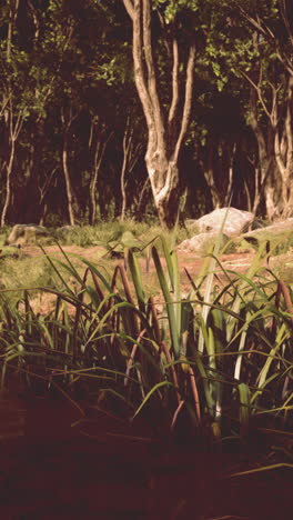 close-up of green grass in a lush forest