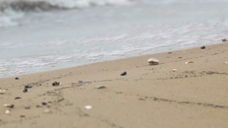 夏の白い砂浜の貝 ⁇ ,静かな波,バルト海の海岸線,夏の休暇,リラックス,海,旅行コンセプト,低い中間ショット