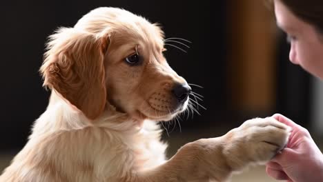 a curious golden retriever puppy engaging with its owner while receiving a treat, capturing the joyful bond between pets and humans in an inviting indoor setting
