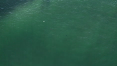 4k-Wide-drone-shot-of-two-happy-dolphins-playing-and-swimming-in-the-blue-ocean-sea-close-to-the-shore-of-Byron-Bay,-Australia