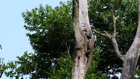 El-Lagarto-Monitor-Nublado-Se-Encuentra-En-Tailandia-Y-Otros-Países-De-Asia