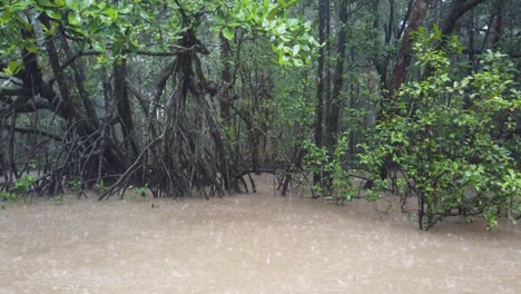 Manglares-En-La-Selva-Tropical-De-Daintree-Durante-La-Temporada-Del-Monzón,-Queensland,-Australia