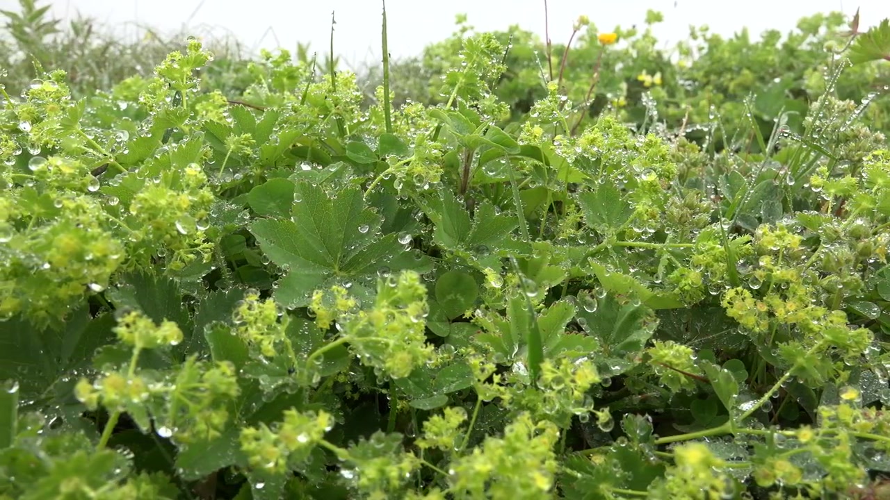 Dauwdruppels op groene bladeren in een weide