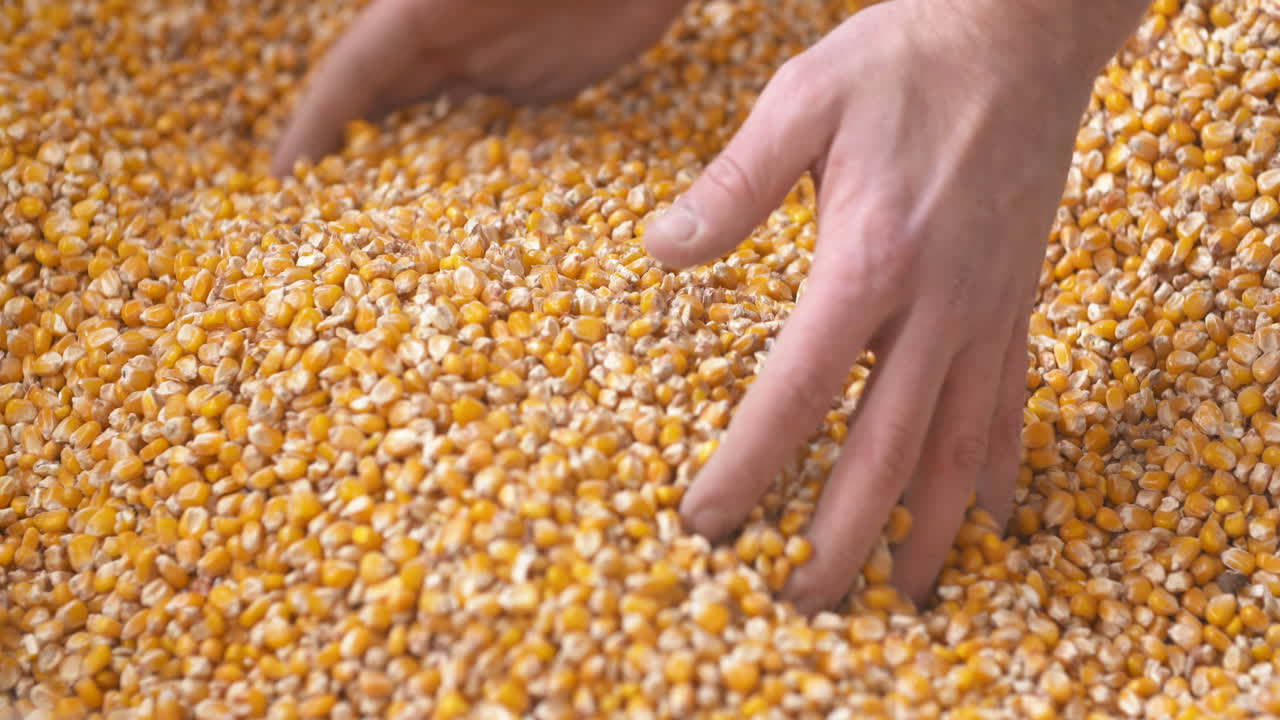 maíz recién cosechado maíz granos agricultura fondo maíz cosecha 1