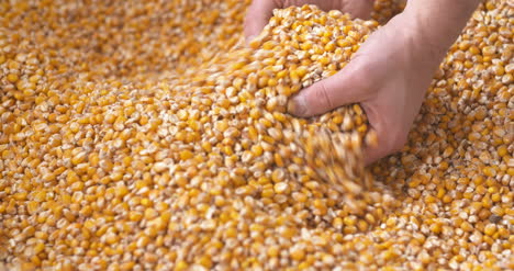 freshly harvested maize corn grains agriculture background corn harvesting 1