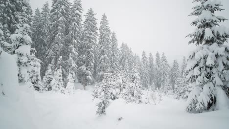 snow covered land and trees in a forest during heavy snowfall, wide angle panning shot