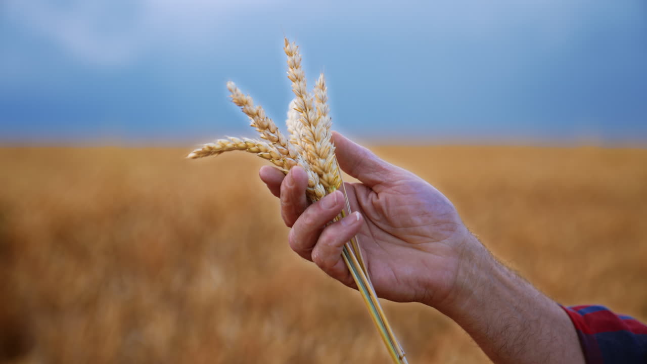 A few dry ripe yellow spikelets in the hands of old man. Beautiful wheat field under blue skies at backdrop in blur.