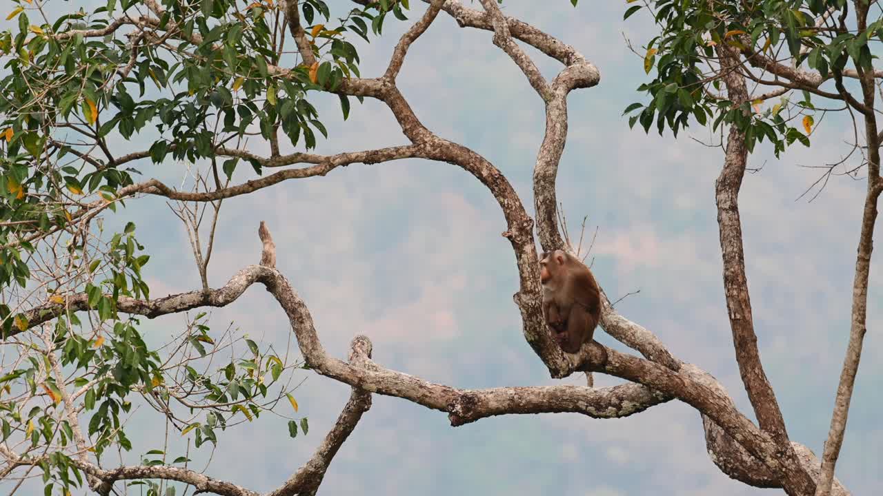 macaco de cola de cerdo del norte, macaca leonina, tailandia