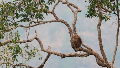 Macaco-De-Cola-De-Cerdo-Del-Norte,-Macaca-Leonina,-Tailandia