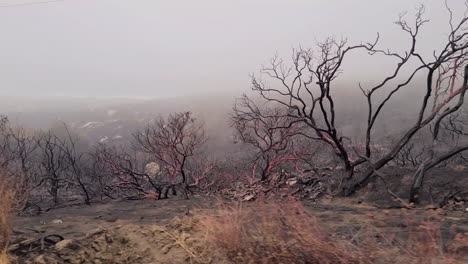 consequences of wildfire charred trees and burnt land