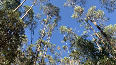 trees-are-swinging-but-one-of-them-is-moving-way-faster-and-in-strange-way