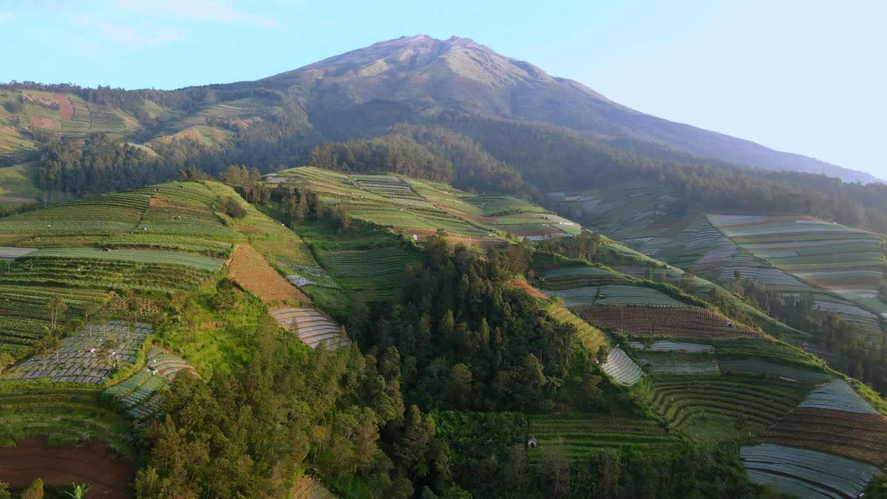 vista aérea de la plantación de hortalizas en la ladera de la montaña