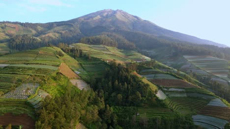 Aerial-view-of-vegetable-plantation-on-the-slope-of-mountain