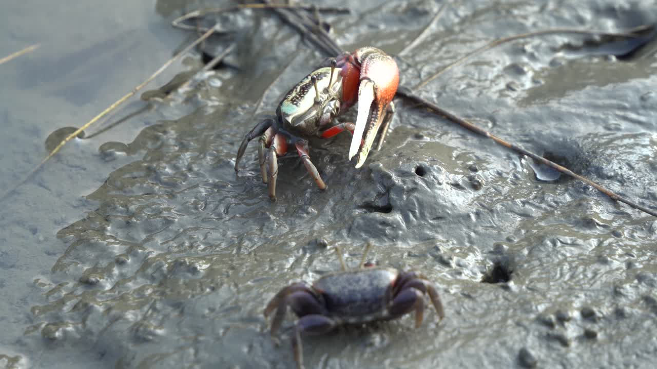 자연 서식지에서 발견되는 야생 갑각류를 닫고 피들러 게는 대만 타이중의 가오메이 습지 보호 구역에 있는 진흙 투성이 갯벌에서 광물을 먹이고 홀짝입니다