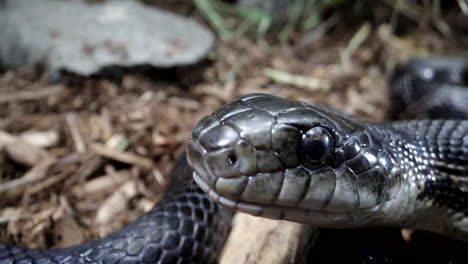 Slow-motion-black-rat-snake-tongue-smelling-around