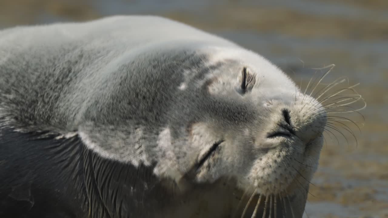 retrato de primer plano extremo de un joven mamífero marino parado solo en la playa, gracioso y adorable animal salvaje, macro