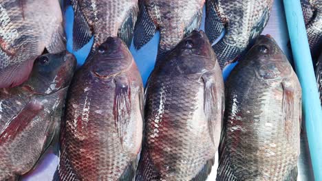 sequential view of fish on ice for sale