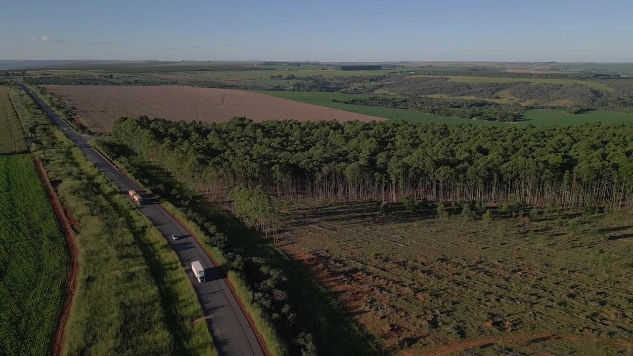 Plantação de eucalipto delimitada por lavoura de cereais e estrada rural na área rural de Rio Preto, Planaltina, Distrito Federal, Brasil, mostrando o uso da terra para agronegócio dentro do bioma Cerrado, em plano afastado.