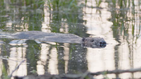 european beaver floating in pond sniffs air and dives down into water, closeup