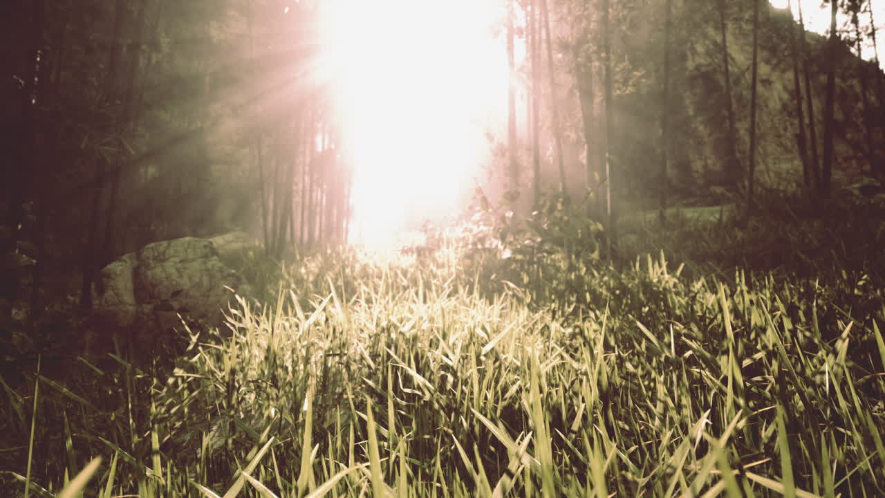 восход солнца в туманном лесу